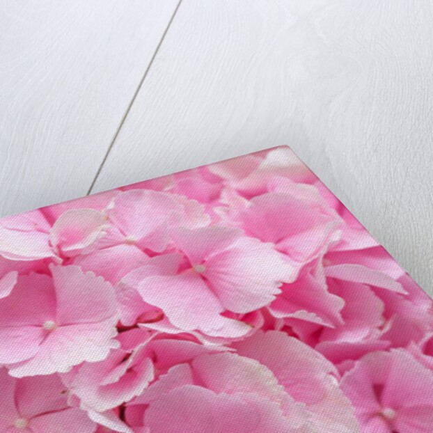 Flower bouquet by Assaf Frank